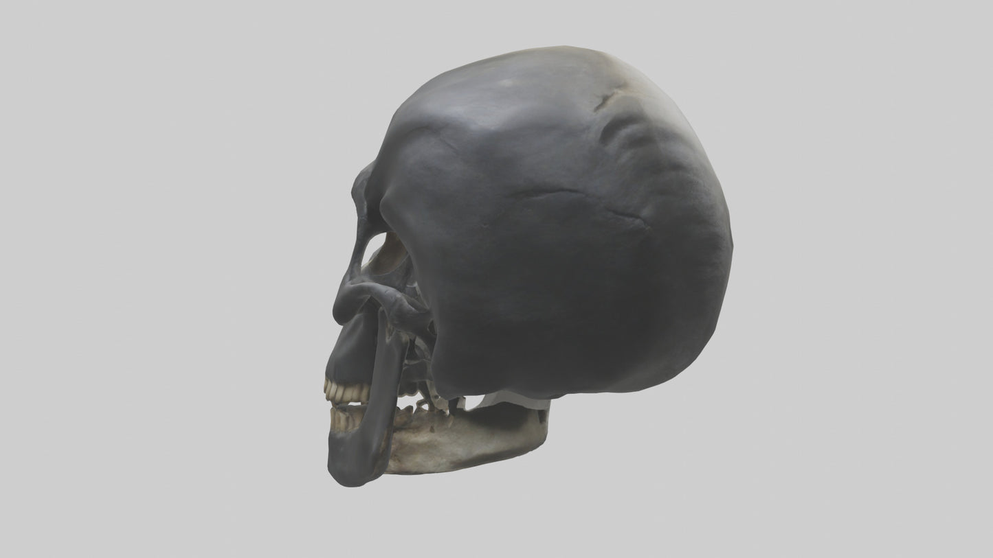 3D model Gorilla Skull VR / AR / low-poly