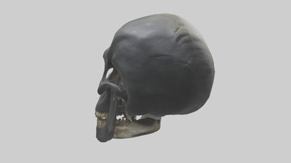 3D model Gorilla Skull VR / AR / low-poly