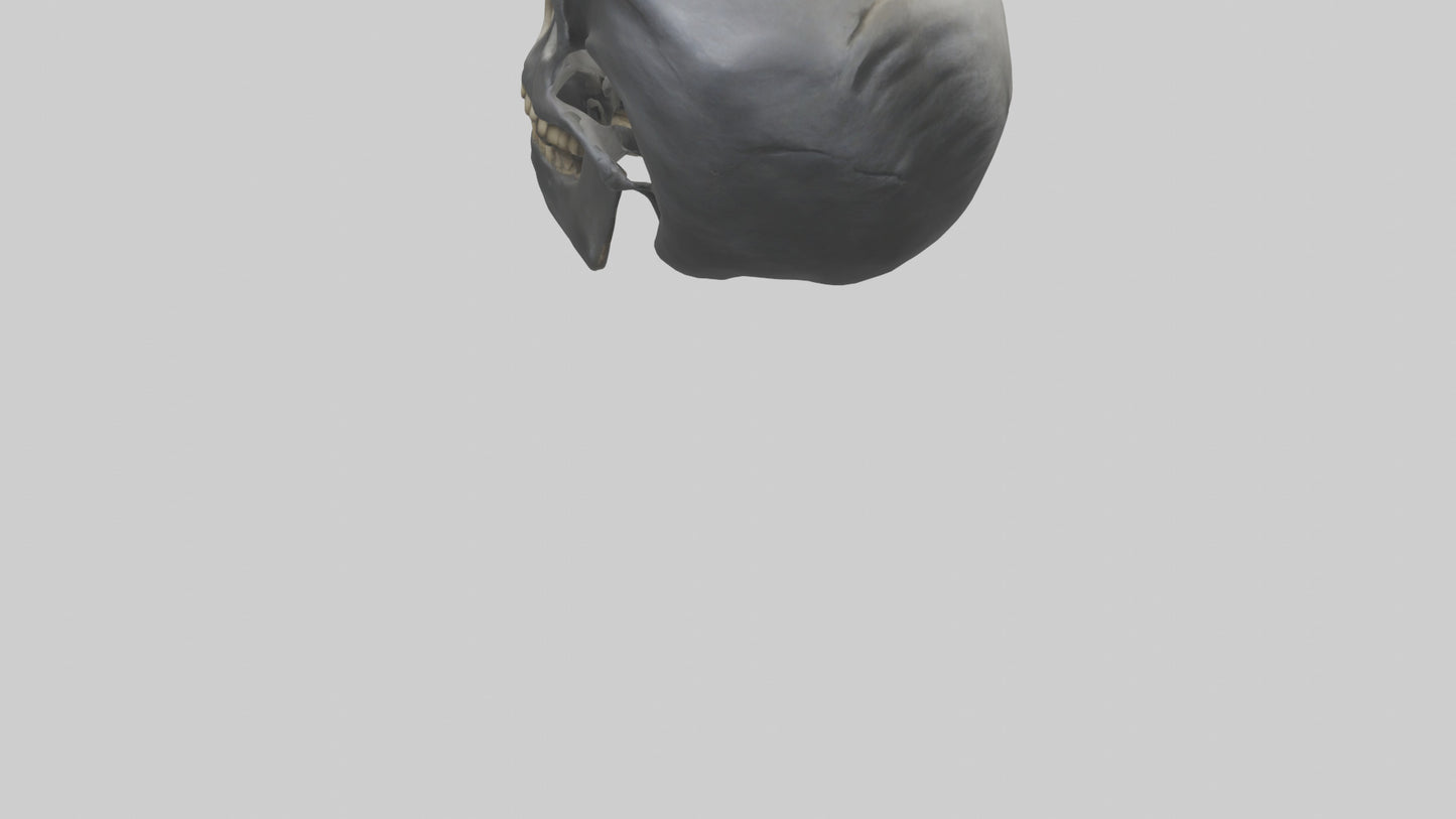 3D model Gorilla Skull VR / AR / low-poly