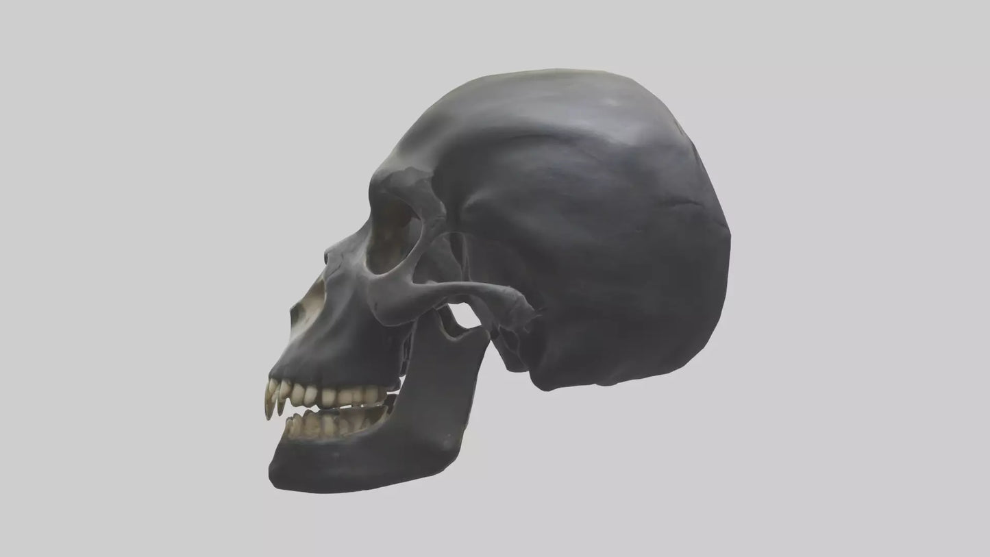 3D model Gorilla Skull VR / AR / low-poly