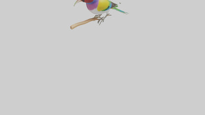 Gouldian Finch perched model VR / AR / low-poly