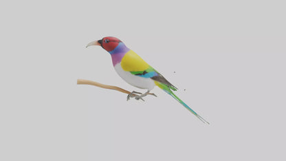Gouldian Finch perched model VR / AR / low-poly