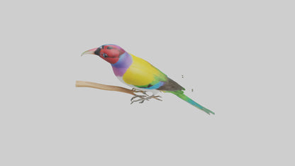 Gouldian Finch perched model VR / AR / low-poly