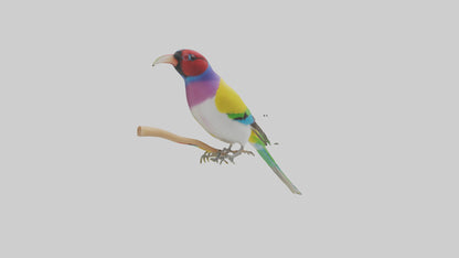 Gouldian Finch perched model VR / AR / low-poly