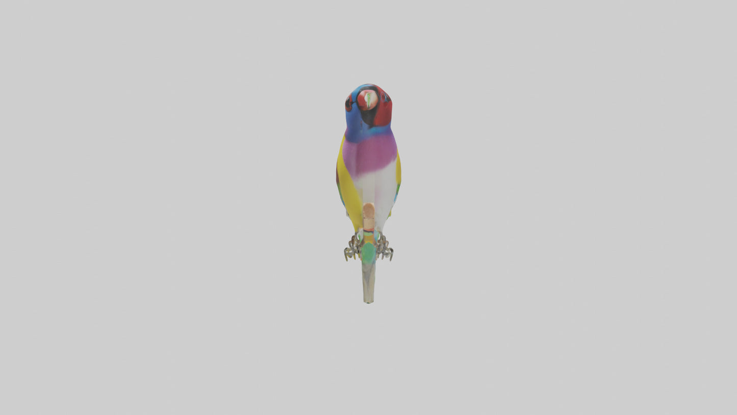 Gouldian Finch perched model VR / AR / low-poly