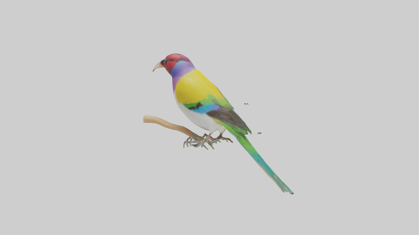 Gouldian Finch perched model VR / AR / low-poly