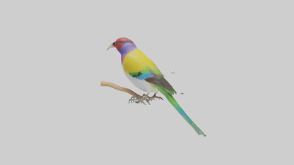 Gouldian Finch perched model VR / AR / low-poly