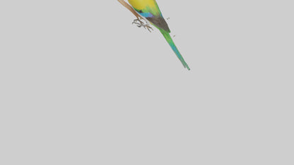 Gouldian Finch perched model VR / AR / low-poly
