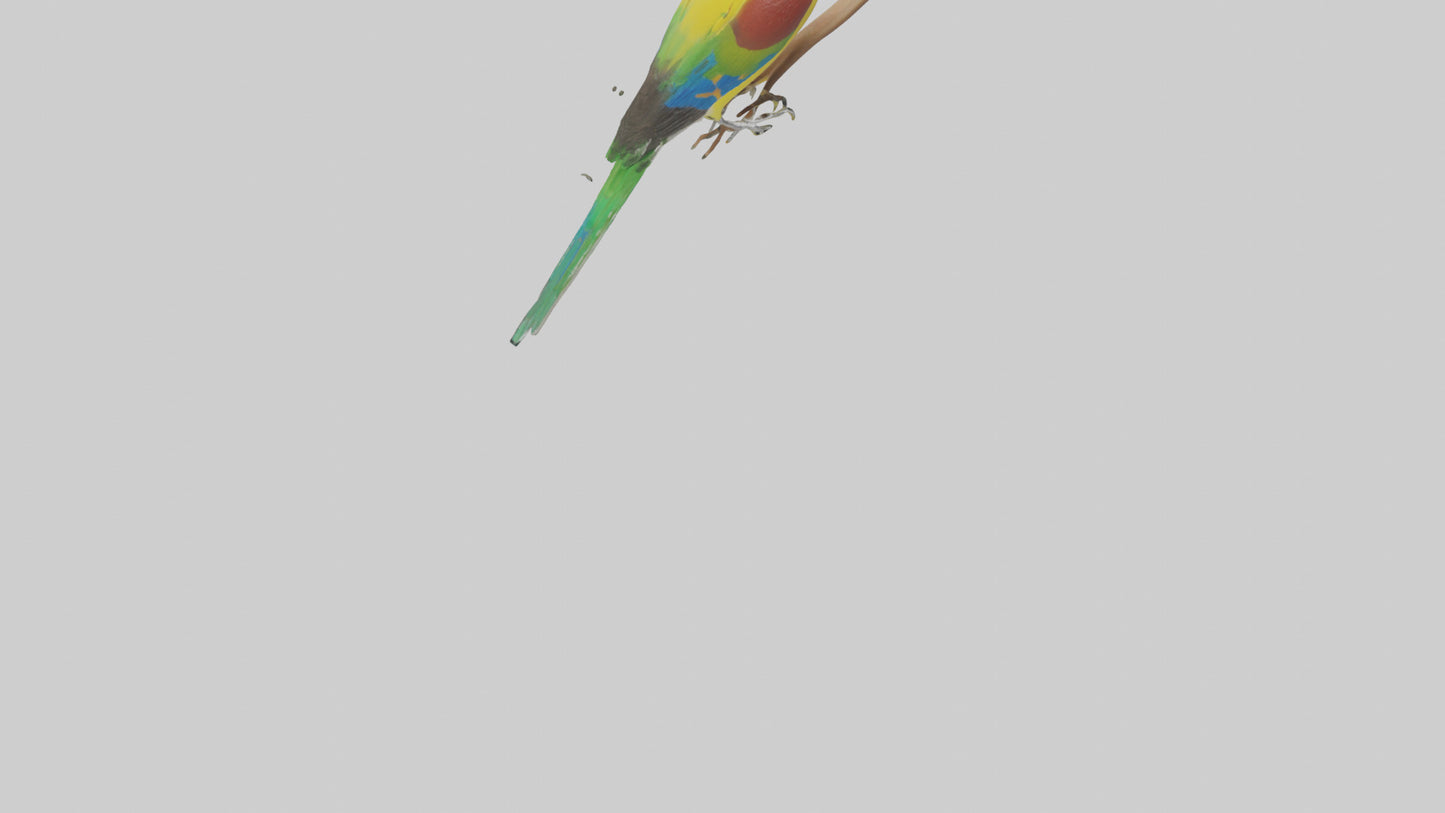 Gouldian Finch perched model VR / AR / low-poly