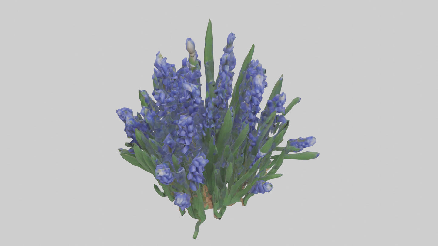 3D model Grape Hyacinth model VR / AR / low-poly