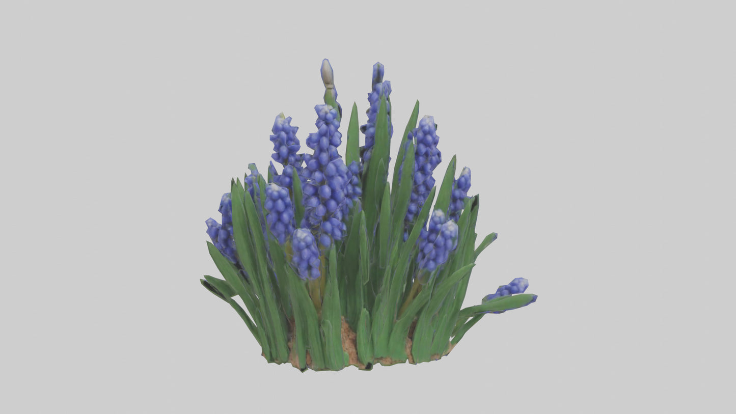 3D model Grape Hyacinth model VR / AR / low-poly