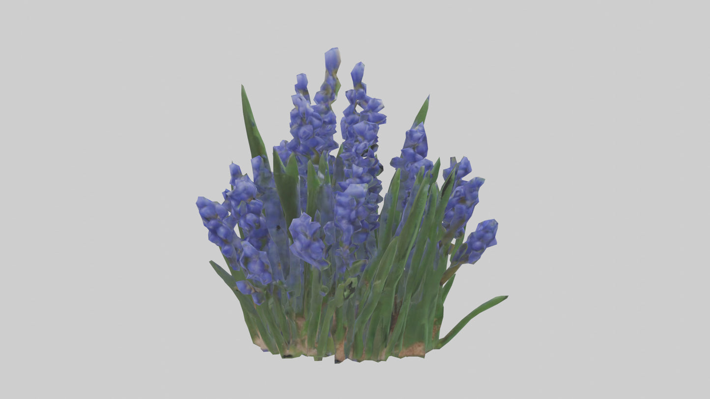 3D model Grape Hyacinth model VR / AR / low-poly