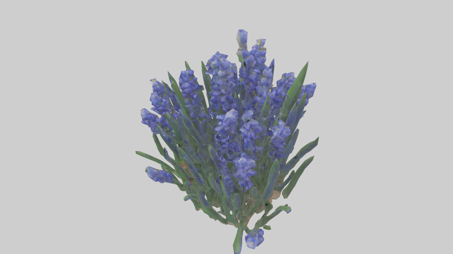 3D model Grape Hyacinth model VR / AR / low-poly