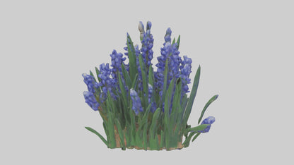 3D model Grape Hyacinth model VR / AR / low-poly