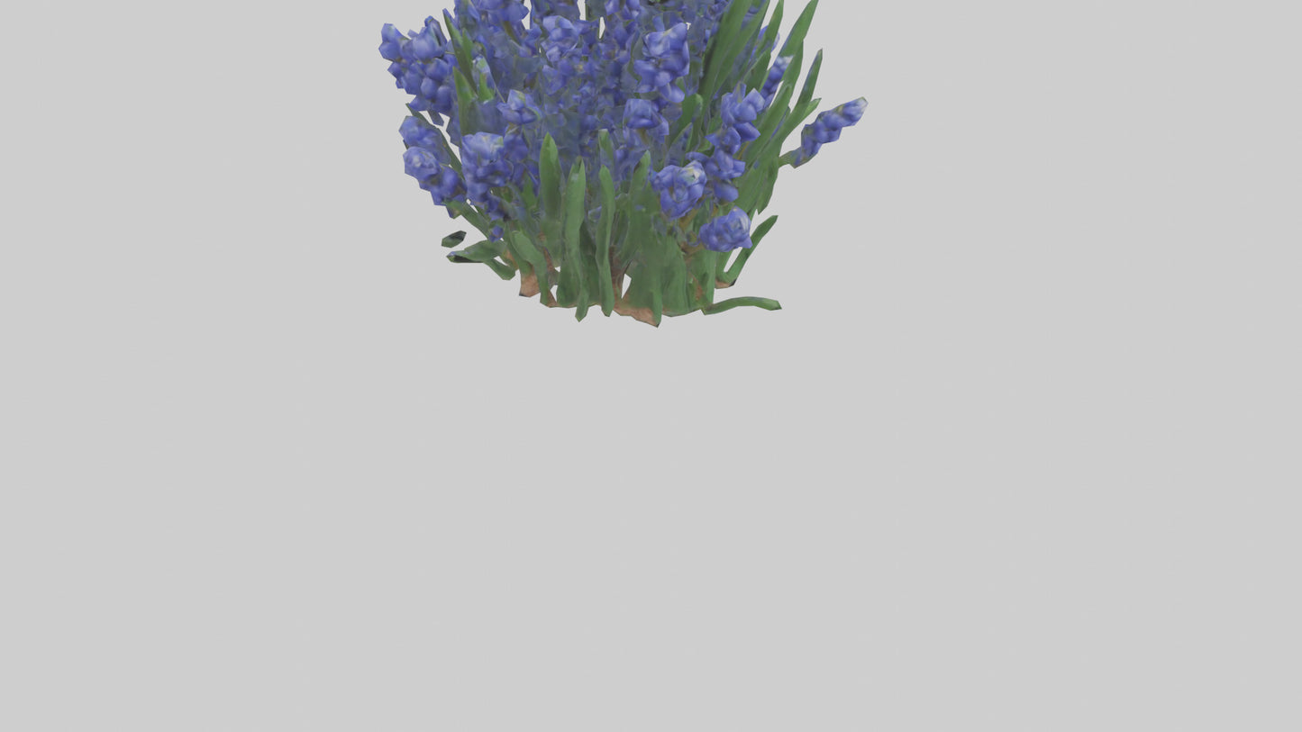 3D model Grape Hyacinth model VR / AR / low-poly