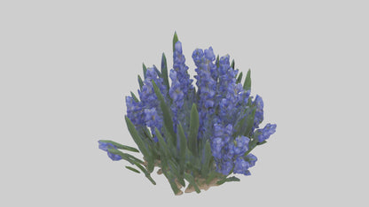 3D model Grape Hyacinth model VR / AR / low-poly
