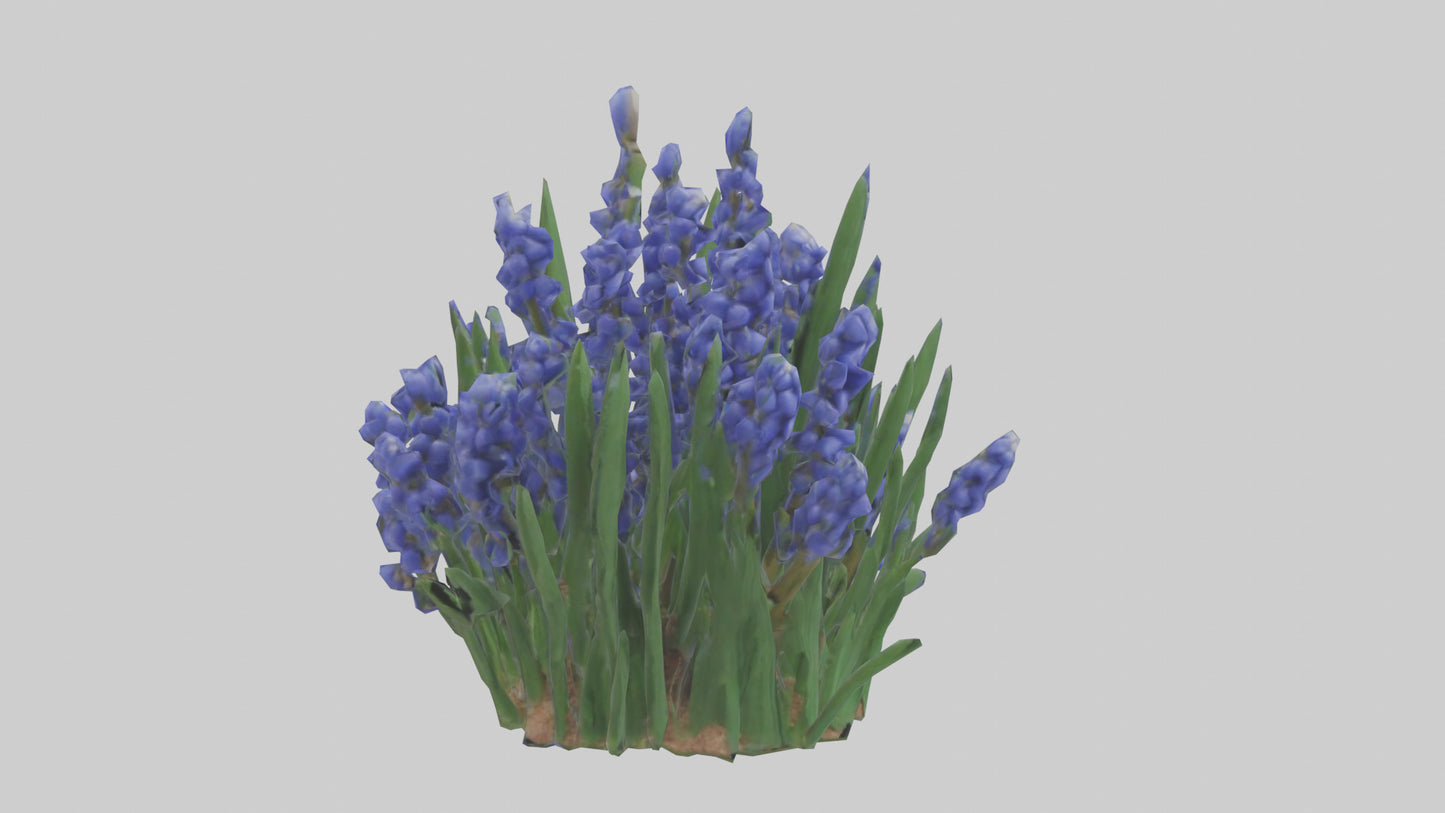 3D model Grape Hyacinth model VR / AR / low-poly