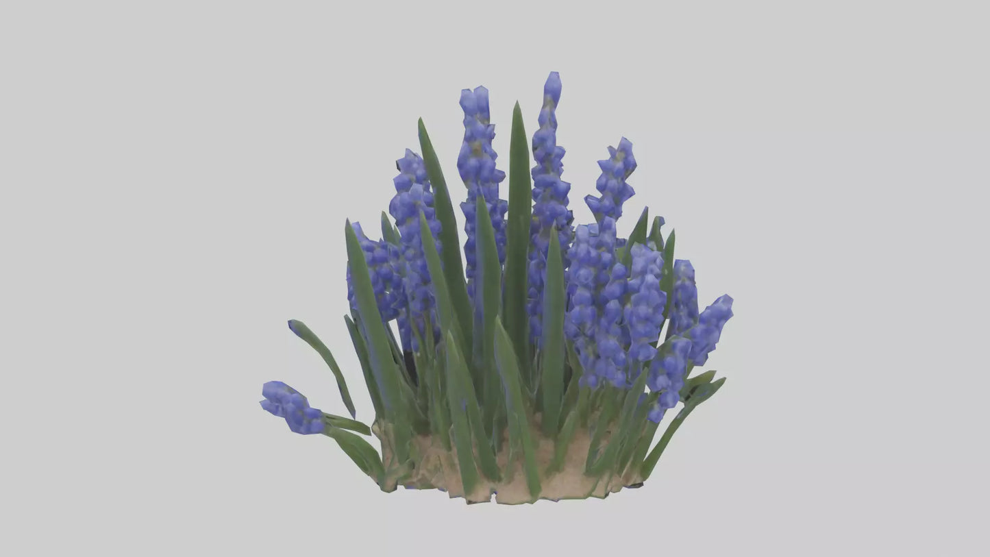3D model Grape Hyacinth model VR / AR / low-poly