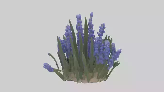 3D model Grape Hyacinth model VR / AR / low-poly
