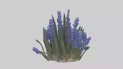 3D model Grape Hyacinth model VR / AR / low-poly