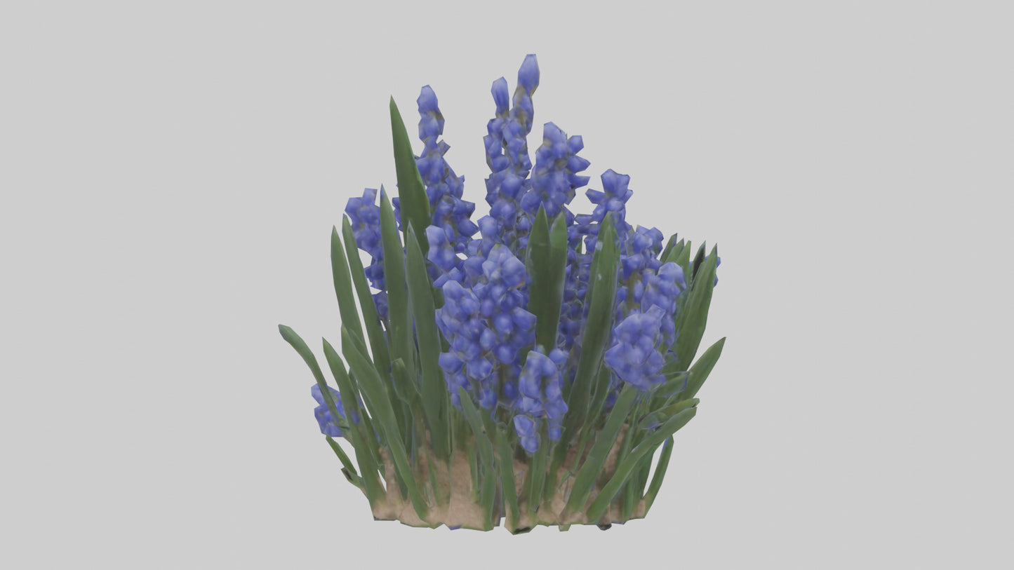 3D model Grape Hyacinth model VR / AR / low-poly