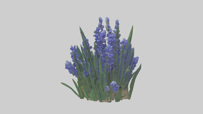 3D model Grape Hyacinth model VR / AR / low-poly