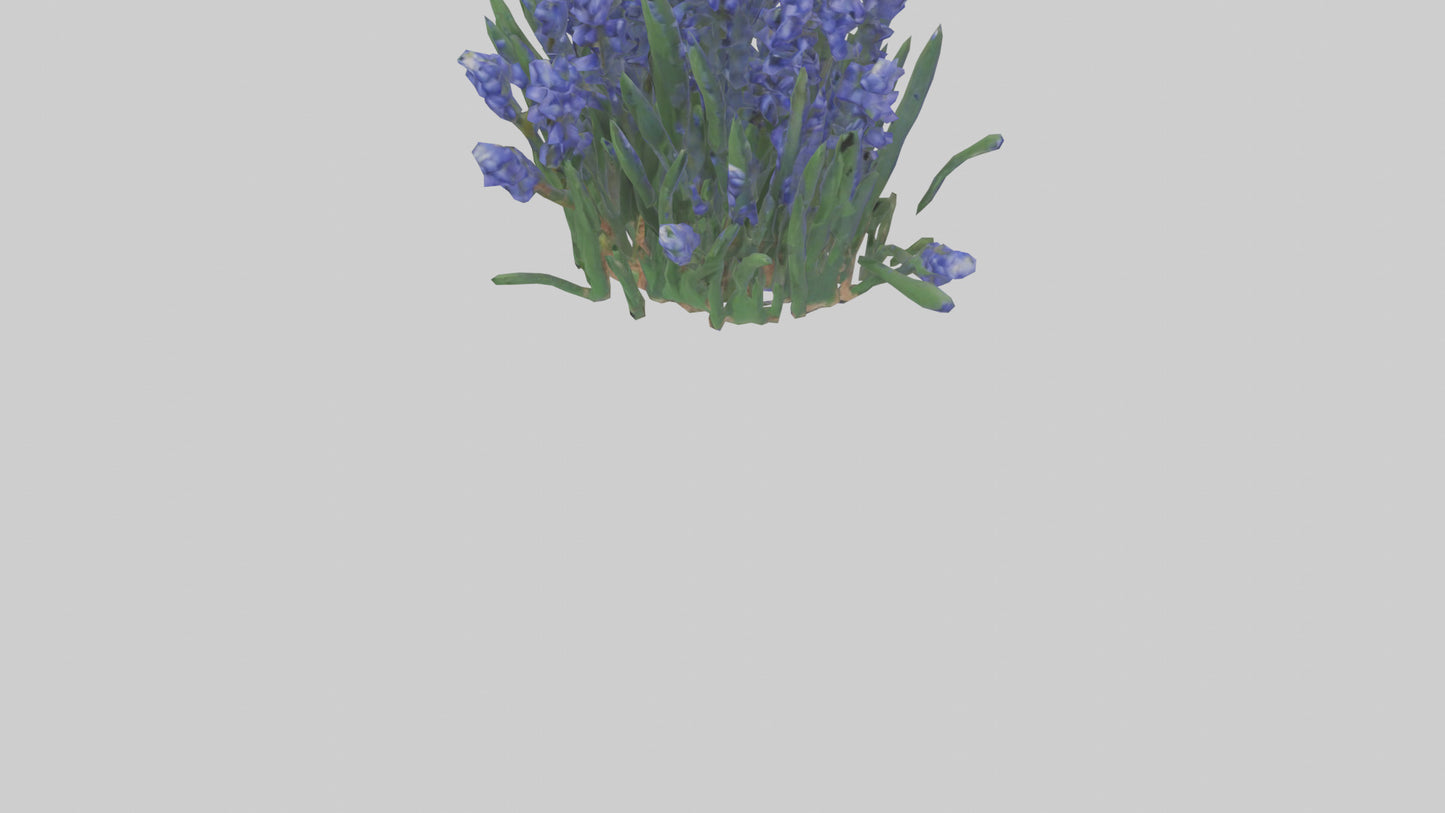 3D model Grape Hyacinth model VR / AR / low-poly