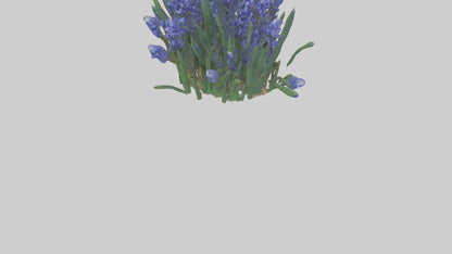 3D model Grape Hyacinth model VR / AR / low-poly