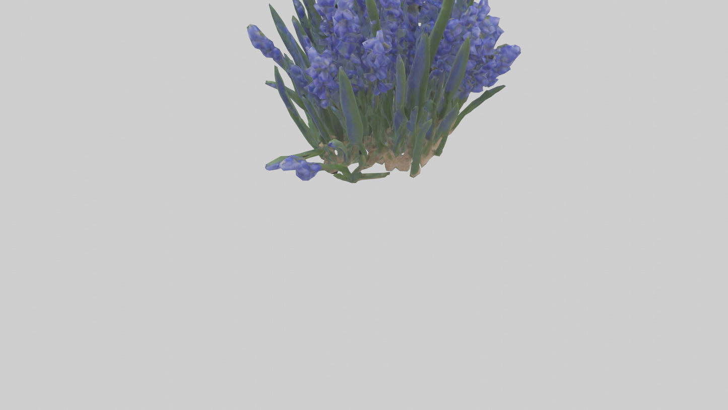 3D model Grape Hyacinth model VR / AR / low-poly