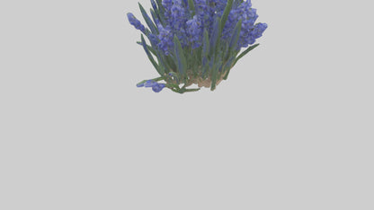 3D model Grape Hyacinth model VR / AR / low-poly
