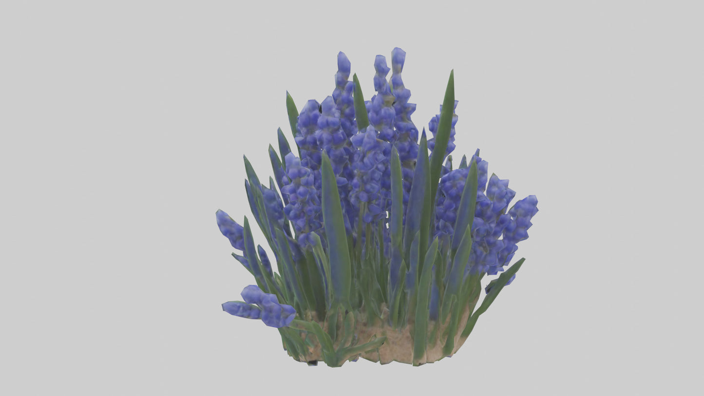 3D model Grape Hyacinth model VR / AR / low-poly