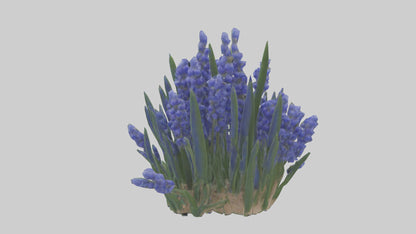 3D model Grape Hyacinth model VR / AR / low-poly