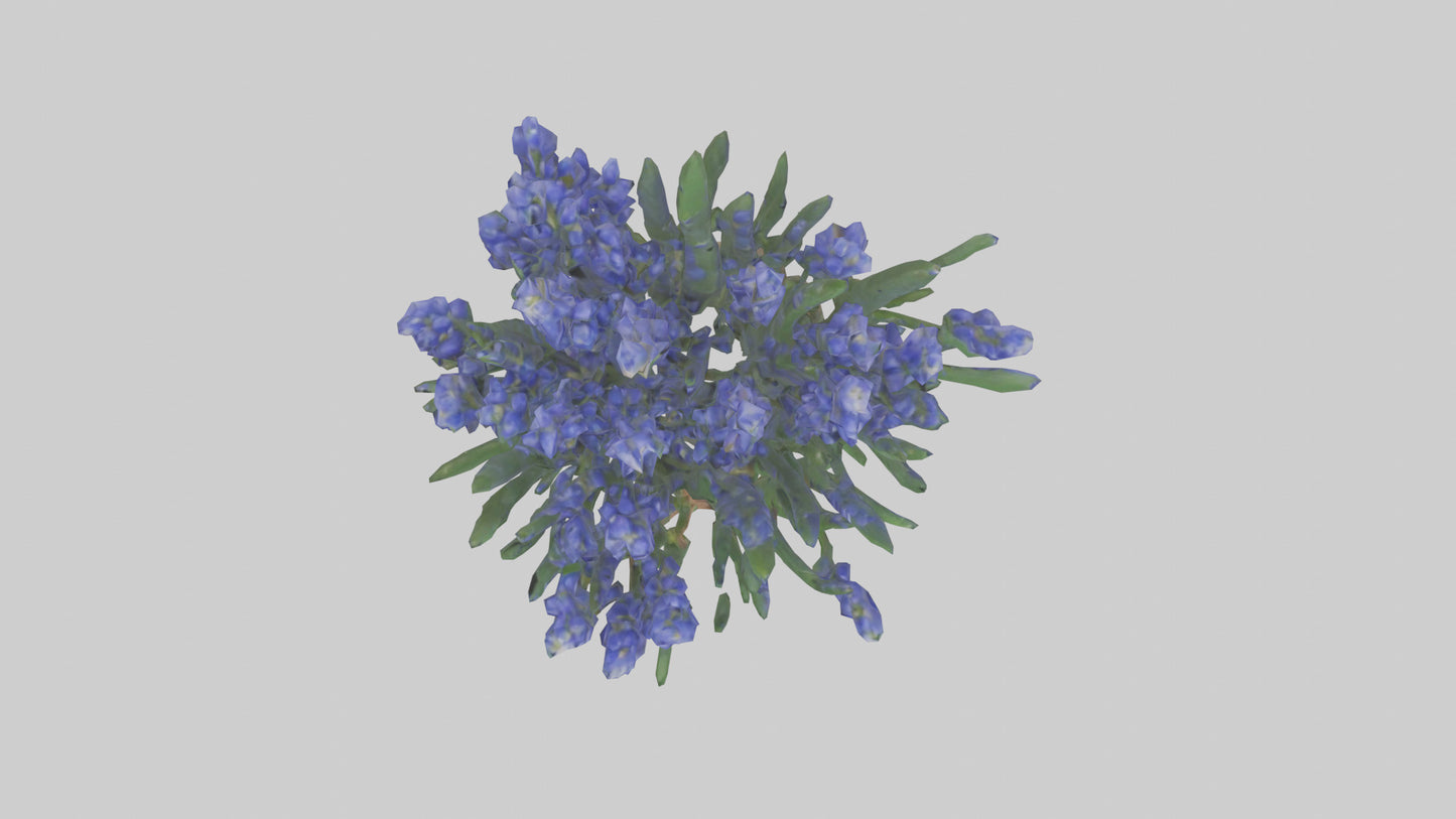 3D model Grape Hyacinth model VR / AR / low-poly