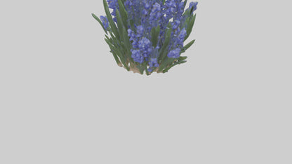 3D model Grape Hyacinth model VR / AR / low-poly