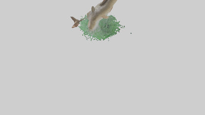 3D model Grass Carp jumping out of water model VR / AR / low-poly