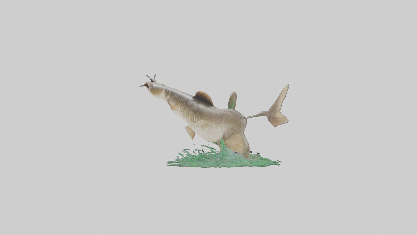 3D model Grass Carp jumping out of water model VR / AR / low-poly