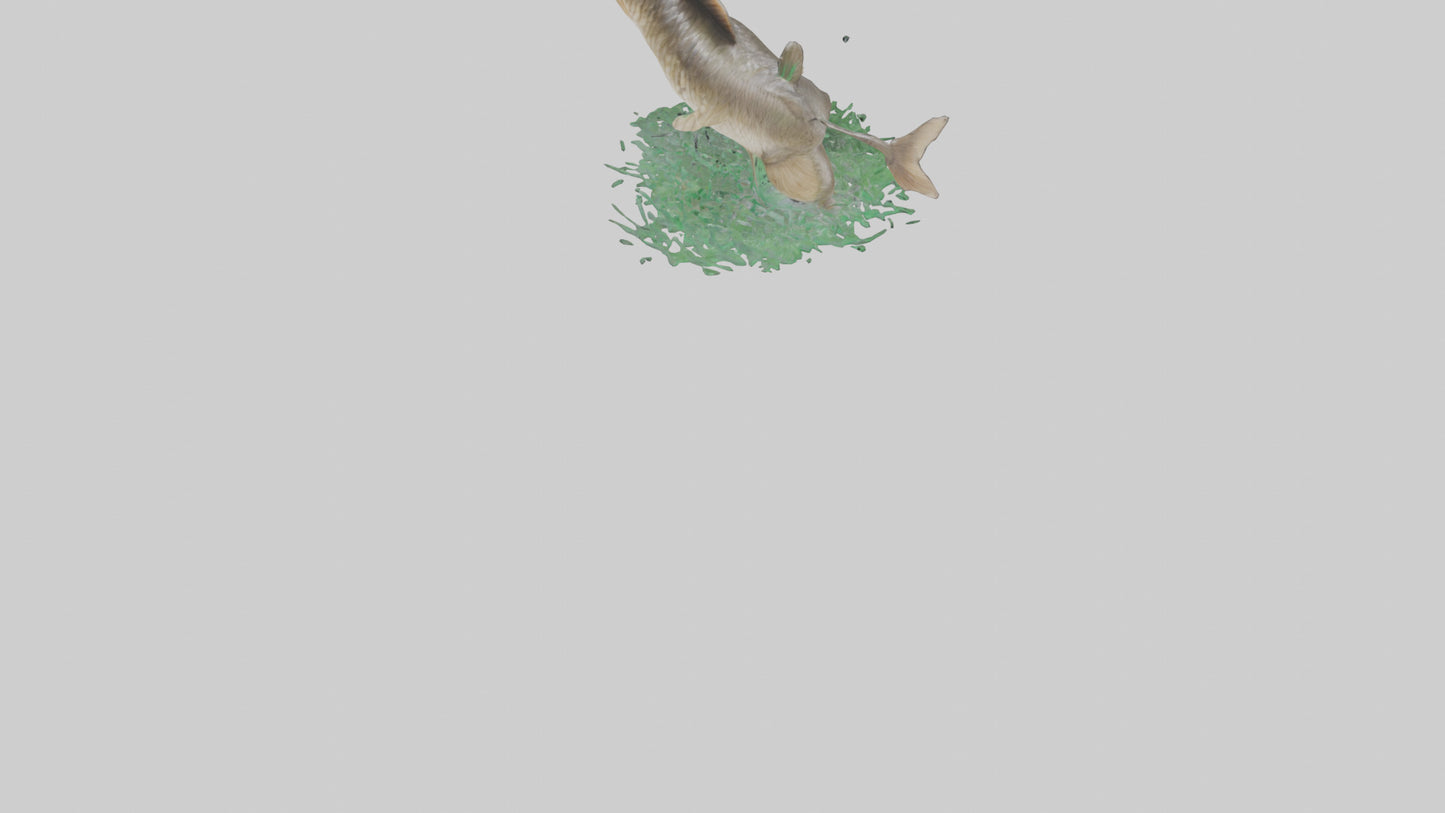 3D model Grass Carp jumping out of water model VR / AR / low-poly