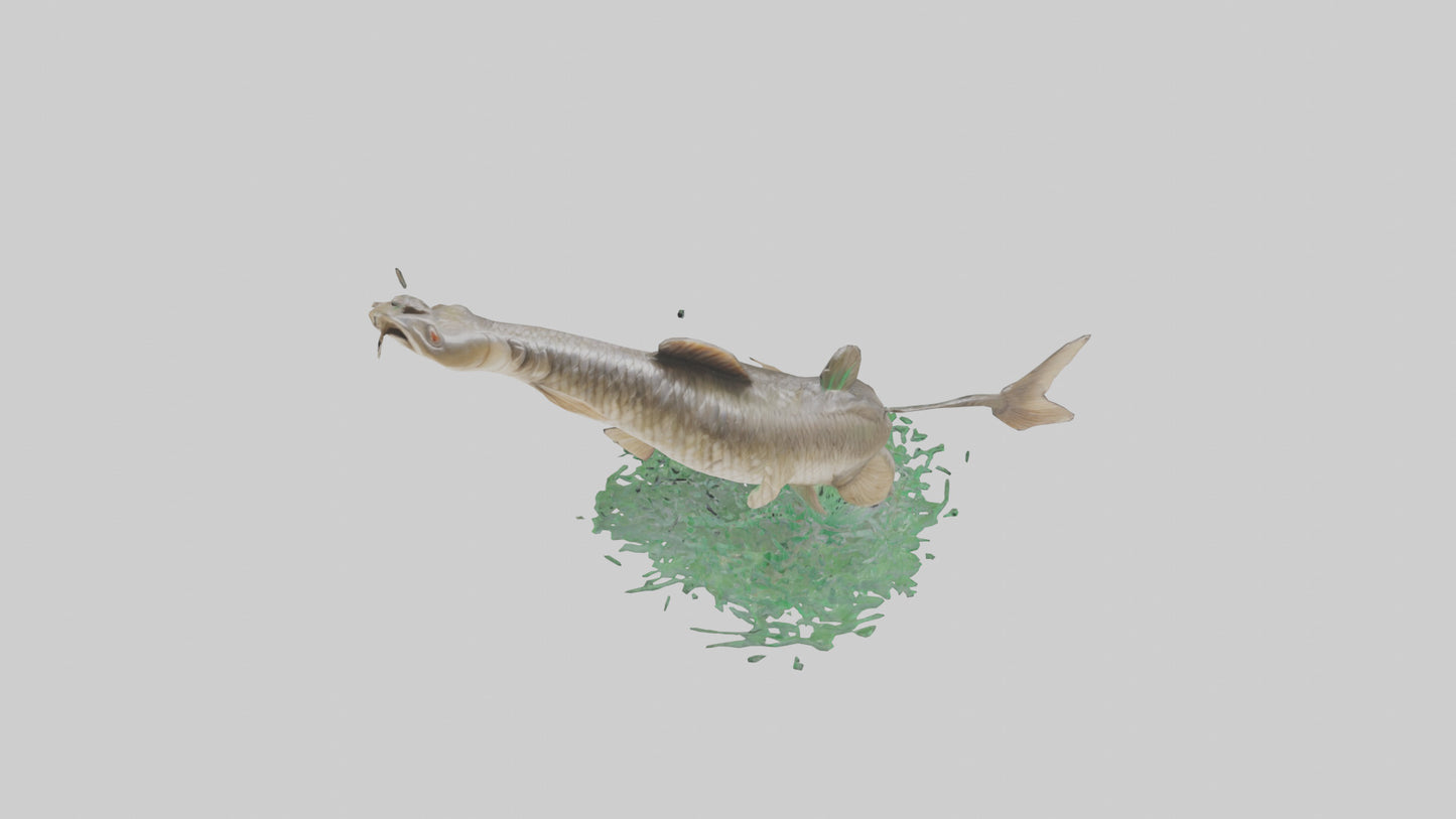 3D model Grass Carp jumping out of water model VR / AR / low-poly