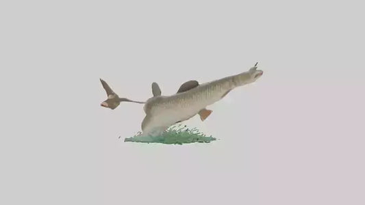 3D model Grass Carp jumping out of water model VR / AR / low-poly
