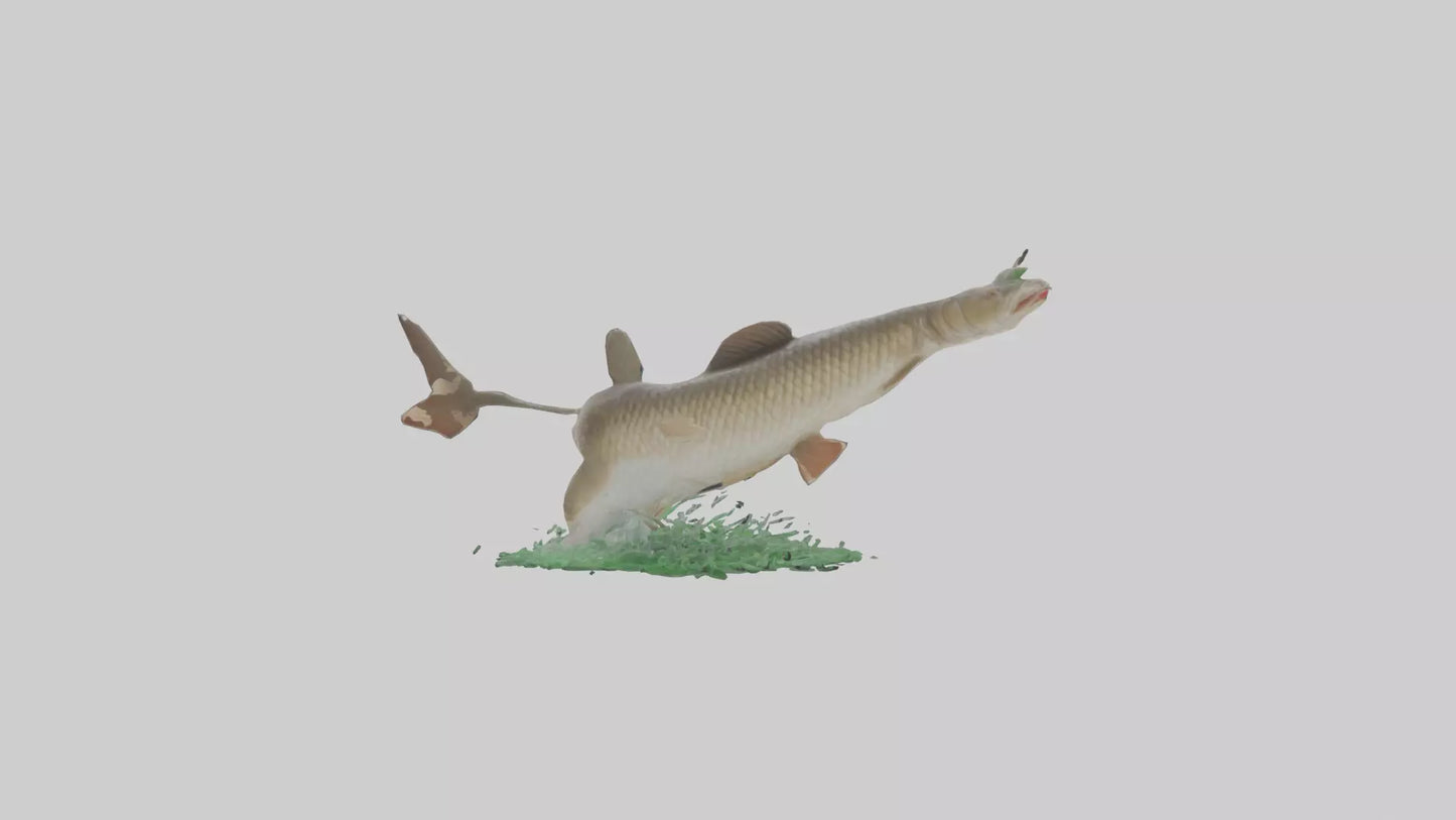 3D model Grass Carp jumping out of water model VR / AR / low-poly
