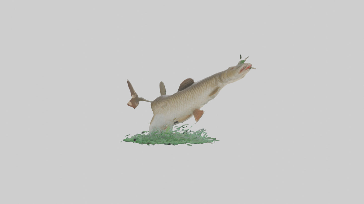 3D model Grass Carp jumping out of water model VR / AR / low-poly