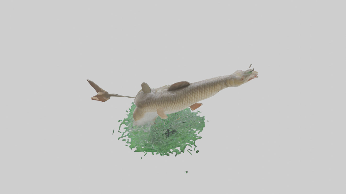 3D model Grass Carp jumping out of water model VR / AR / low-poly