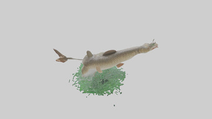 3D model Grass Carp jumping out of water model VR / AR / low-poly