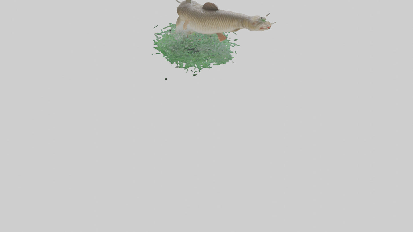 3D model Grass Carp jumping out of water model VR / AR / low-poly