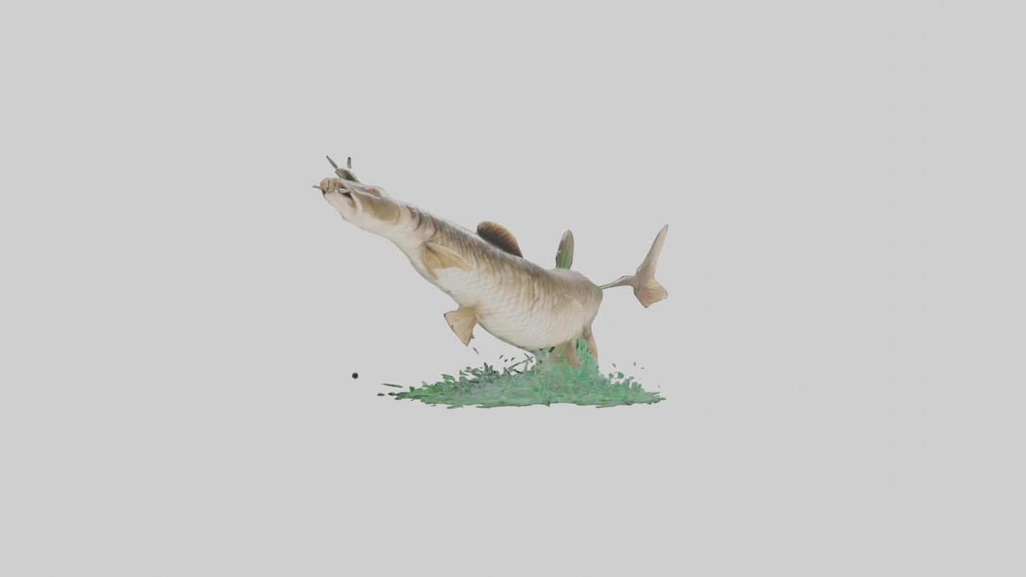 3D model Grass Carp jumping out of water model VR / AR / low-poly