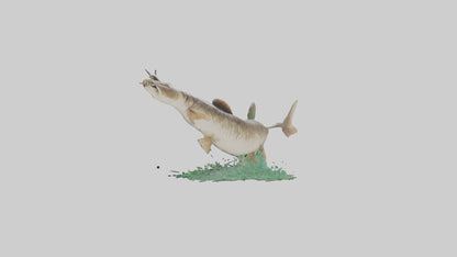 3D model Grass Carp jumping out of water model VR / AR / low-poly