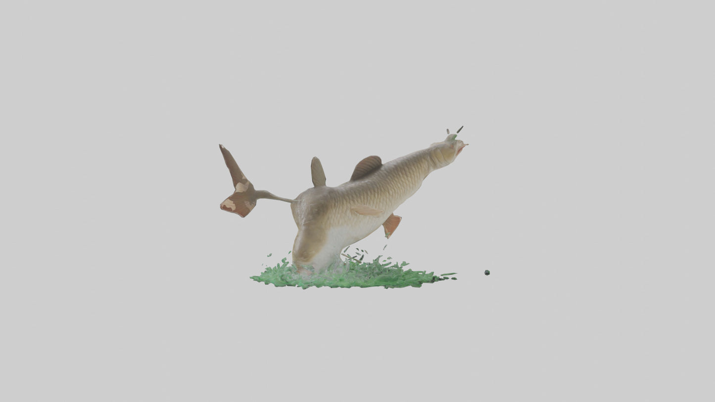 3D model Grass Carp jumping out of water model VR / AR / low-poly