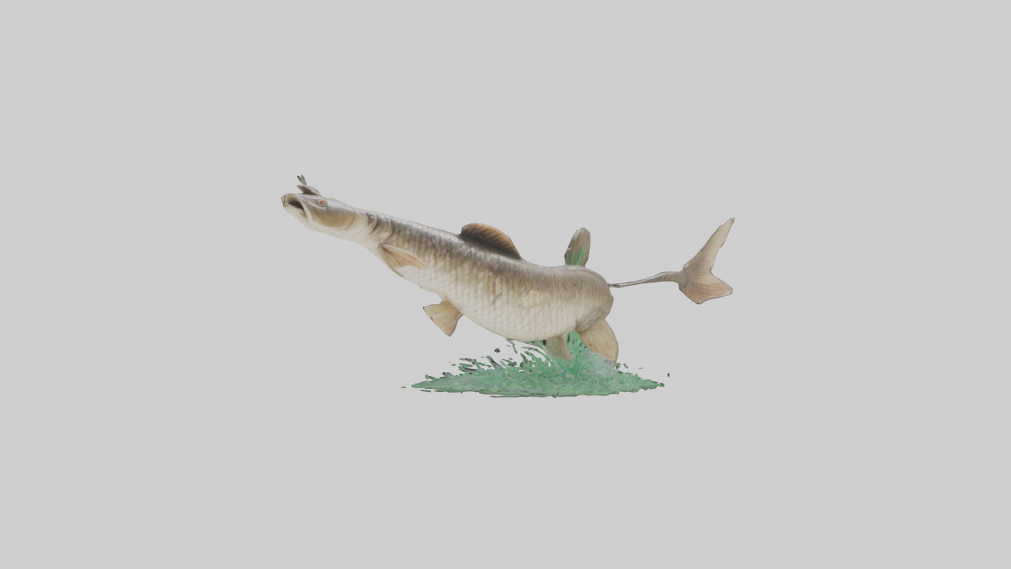 3D model Grass Carp jumping out of water model VR / AR / low-poly