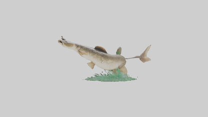 3D model Grass Carp jumping out of water model VR / AR / low-poly