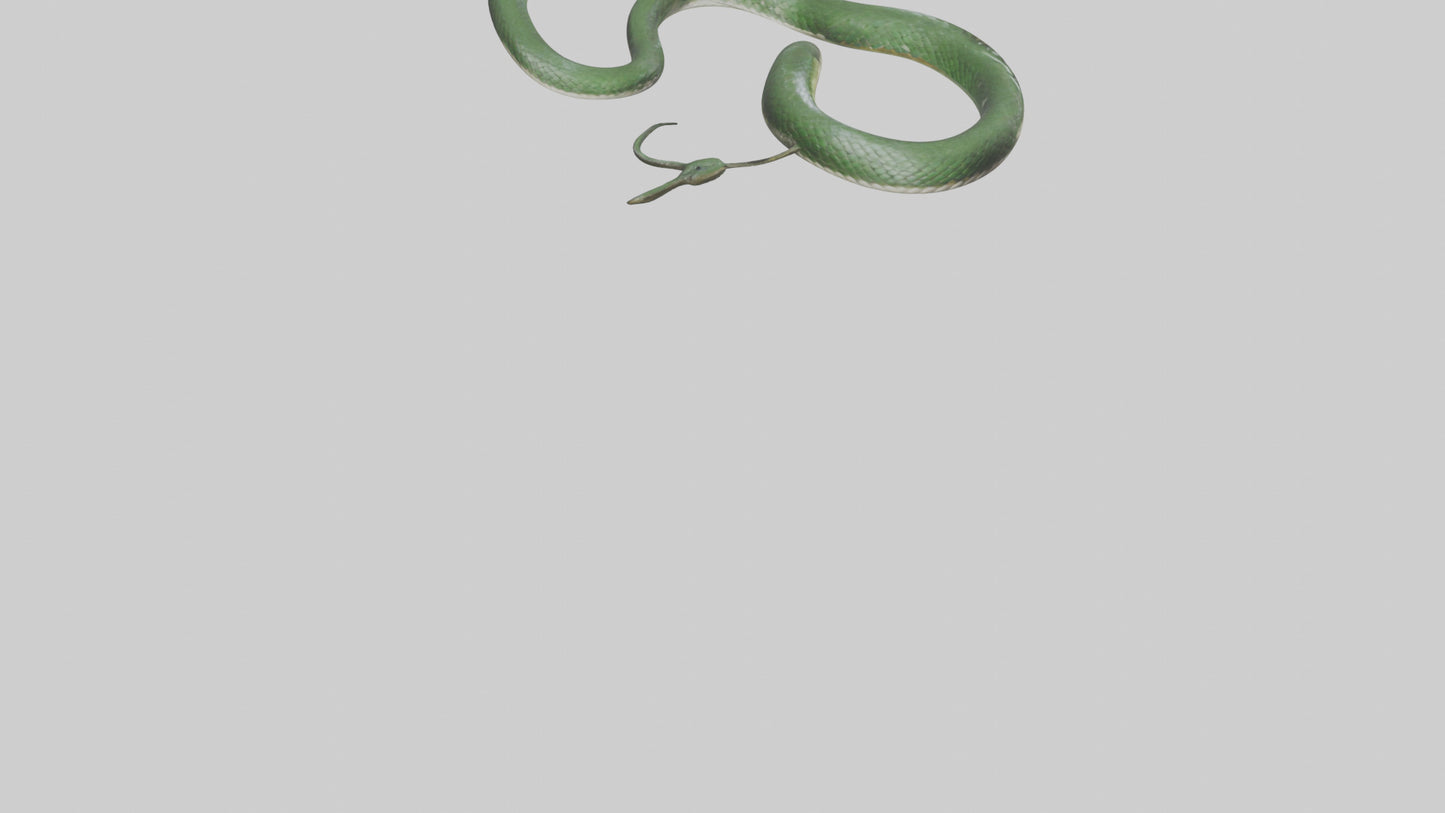 3D model Grass Snake slithering model VR / AR / low-poly